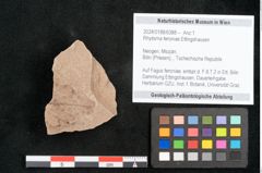 Foto (Objekt + Etikett) von Rhytisma feroniae Ettingshausen (NHMW-GEO-2024-0188-6388)